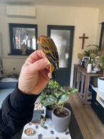 Kruisingen  kapoetsensijs x kanarie f1, Animaux & Accessoires, Oiseaux | Oiseaux Autre, Bagué