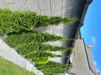 Thuja Smaragd, Jardin & Terrasse, Plantes | Jardin, Enlèvement, Plante fixe, Plantes de bassin