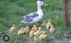 Oud hollandse kuifeend, Canard, Plusieurs animaux