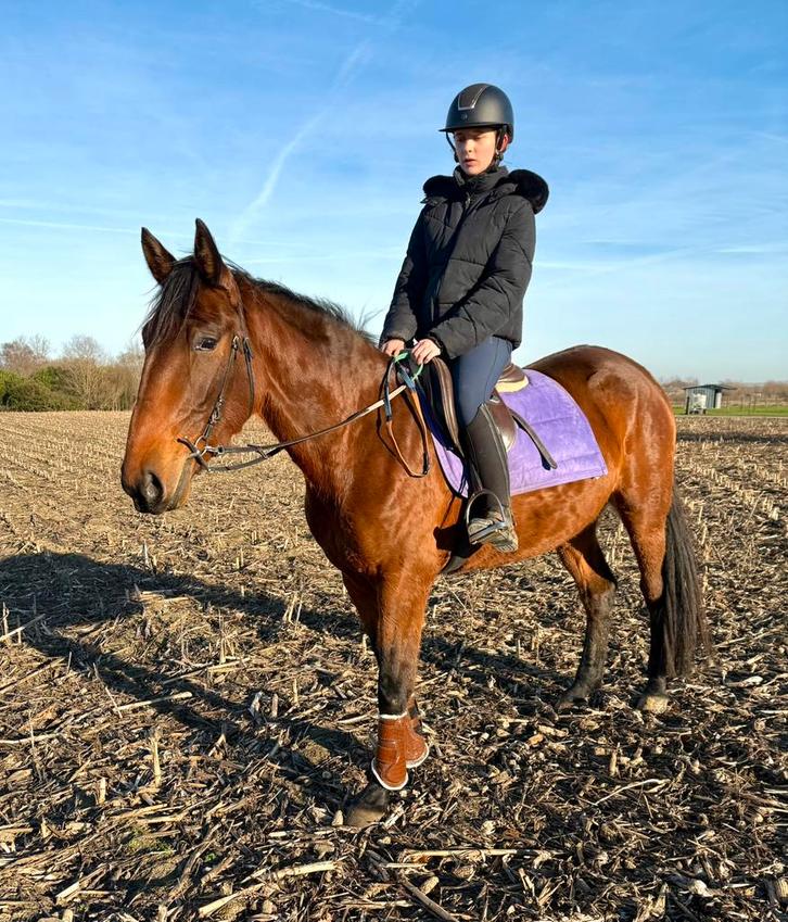 Jument cool, Animaux & Accessoires, Chevaux, Jument