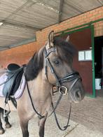 Toffe C pony te koop (allround), Animaux & Accessoires, Poneys, Poney C (1.27 m à 1.37m), B, 11 ans ou plus, Poney de récréation