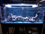 red sea aquarium 650 peninsula, Ophalen, Zo goed als nieuw, Gevuld zeewateraquarium