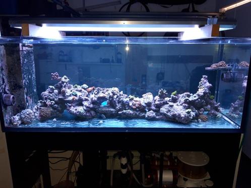 red sea aquarium 650 peninsula, Dieren en Toebehoren, Vissen | Aquaria en Toebehoren, Zo goed als nieuw, Gevuld zeewateraquarium