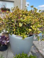 Mooie Crassula plant., Tuin en Terras, Bloeit niet, Overige soorten, Minder dan 100 cm, Ophalen