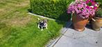 Jack Russep pup, België, Jack Russell Terriër, CDV (hondenziekte), 8 tot 15 weken