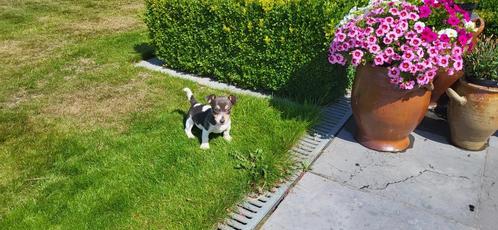 Jack Russep pup, Dieren en Toebehoren, Honden | Jack Russells en Terriërs, Teef, Jack Russell Terriër, Fokker | Professioneel