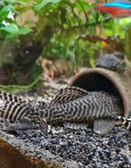 King Tiger Pleco (Hypancistrus sp.) volwassenen groepje, Dieren en Toebehoren, Vissen | Aquariumvissen, Vis, Zoetwatervis