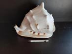 Schelp  cassis cornuta 33cm zeer groot exemplaar, Ophalen