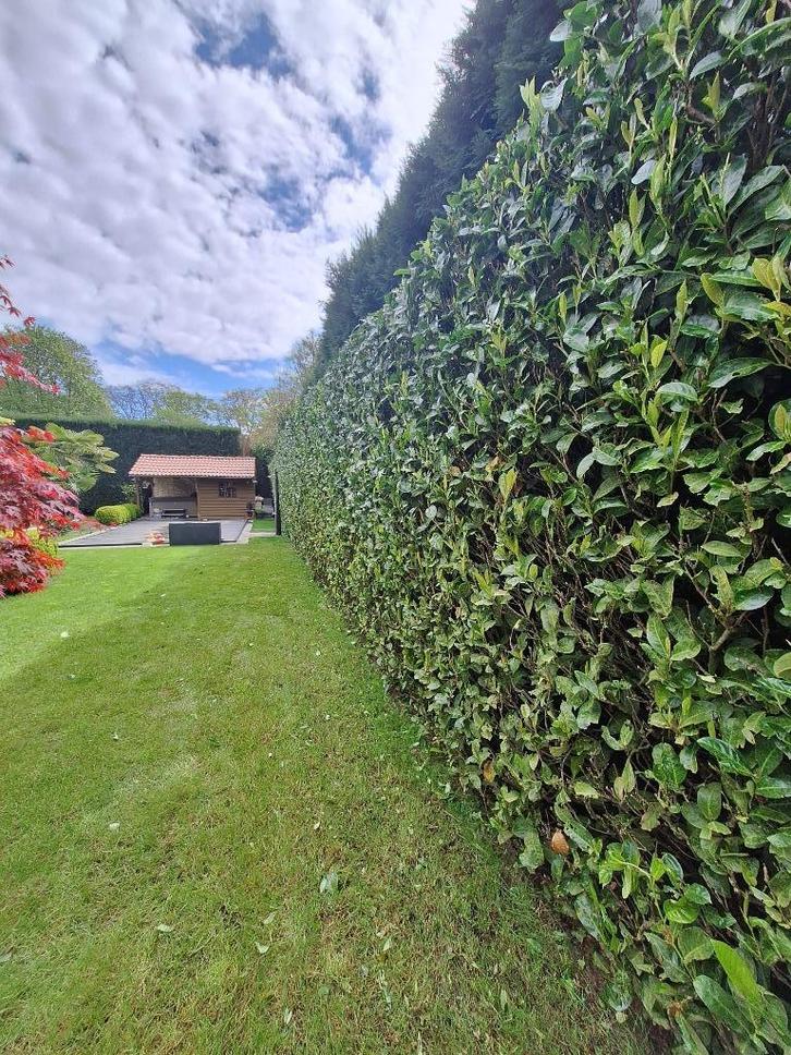 Tuinhulp Gezocht? Ik Sta Voor U Klaar!, Diversen, Overige Diversen, Ophalen