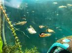 Volwassen guppen, Dieren en Toebehoren, Vissen | Aquariumvissen, Vis, Zoetwatervis