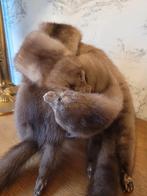 Echarpe en vison véritable, Vêtements | Femmes, Bonnets, Écharpes & Gants, Sans marque, Enlèvement ou Envoi, Comme neuf, Écharpe