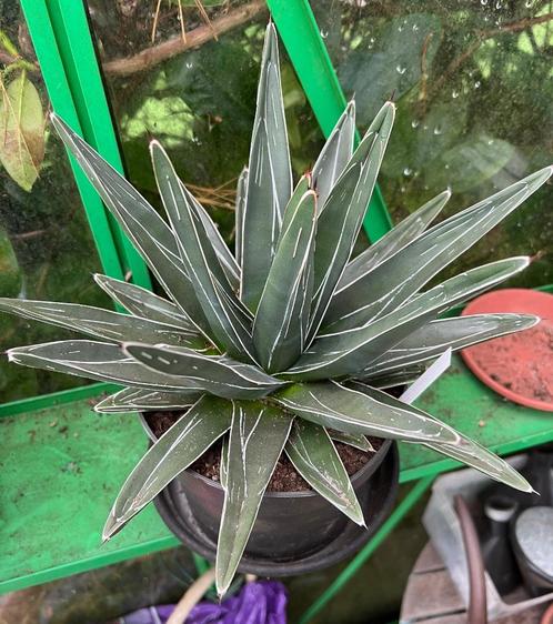 Agave Victoria Reginae, Tuin en Terras, Planten | Tuinplanten, Vaste plant, Overige soorten, Volle zon, Bloeit niet, Ophalen