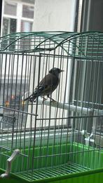 Parva, Dieren en Toebehoren