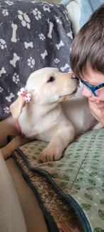 Labrador pupjes opgroeiend in huiselijke sfeer, Animaux & Accessoires, Parvovirose, Plusieurs, Belgique, 8 à 15 semaines