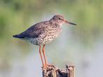 Gezocht tureluur, Dieren en Toebehoren, Geslacht onbekend, Geringd