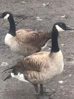 Pluimvee gezocht, Dieren en Toebehoren
