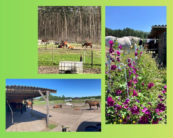 Plekje ruin Paddock Paradise Gellik/Zutendaal, Animaux & Accessoires, Box & Pâturages, Mise à l'étable, Pâturage, 1 cheval ou poney