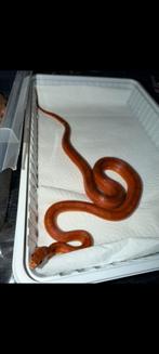 Korenslang te koop, Dieren en Toebehoren, Slang, Met terrarium, 0 tot 2 jaar