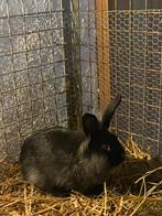 Jonge Lionhead Konijntjes Zoeken Nieuwe Thuis, Mannelijk, 0 tot 2 jaar