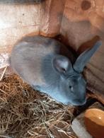 koppel blauwe konijnen, Dieren en Toebehoren, Konijnen, Middelgroot