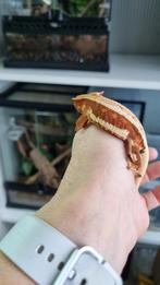 Crested gecko wimpergekko Red LW vrouw