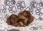 Teckel canine des garçons en chocolat aux cheveux grossiers, Animaux & Accessoires, Un chien, Caniches, Belgique, 8 à 15 semaines