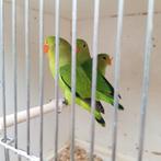 Agapornisch Taranta TT kwaliteit, Dieren en Toebehoren