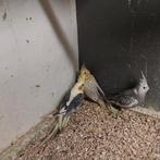 Valparkieten, Dieren en Toebehoren, Geslacht onbekend