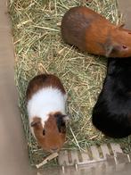 2 Cuy cavia’s, Cavia, Mannelijk, Tam, September