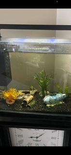 Aquarium met  warm water pomp filter en toebehoren, Ophalen, Zo goed als nieuw