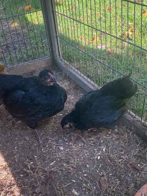 Wyandotte kriel haan en hen, Dieren en Toebehoren, Pluimvee, Kip, Meerdere dieren