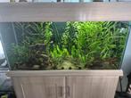 Aquarium 315L, Dieren en Toebehoren, Ophalen, Zo goed als nieuw, Leeg aquarium