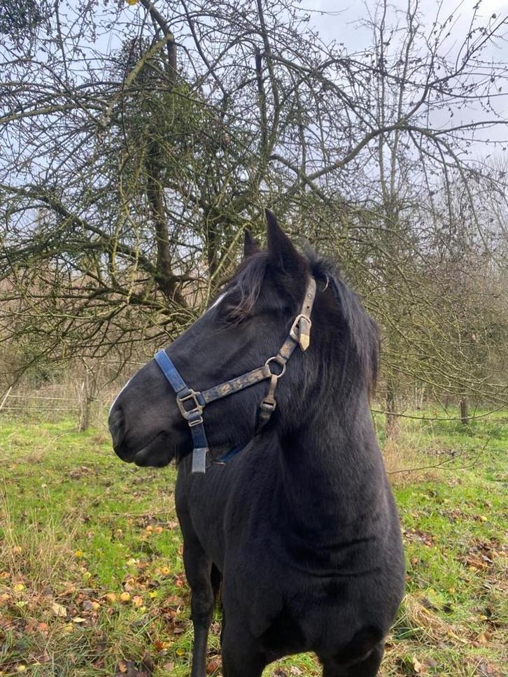 Paarden spullen gezocht, Animaux & Accessoires, Chevaux, M