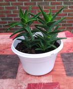 2 GROENE ALOË VERA PLANTEN NATUURLIJKE WITTE POT, Ophalen, Vetplant, Halfschaduw, In pot