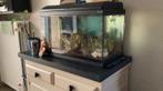 Aquarium, Dieren en Toebehoren, Vissen | Aquaria en Toebehoren, Ophalen, Gebruikt, Gevuld zoetwateraquarium