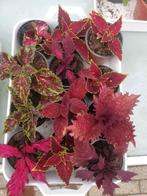 Coleus Siernetel, Huis en Inrichting, Kamerplanten, Ophalen