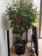 Grote ficusplant., Huis en Inrichting, Kamerplanten, Ophalen