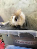 dwergkonijntjes, Dieren en Toebehoren, Konijnen, Mannelijk, Dwerg