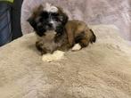 Boomertje shih-tzu x chihuahua reutje, Dieren en Toebehoren, België, Fokker | Hobbymatig, CDV (hondenziekte), 8 tot 15 weken