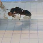 Camponotus Ligniperda Mierenkoning, Fourmis