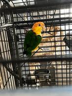 Roestkop caique, Dieren en Toebehoren, Geslacht onbekend, Tam, Tropenvogel