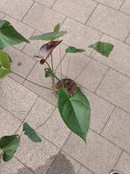 anthurium, Huis en Inrichting, Kamerplanten, Ophalen