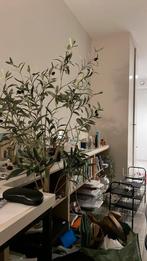 Don objets pour cause de demenagement, Enlèvement, Comme neuf