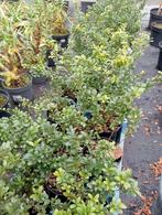 Ilex crenata, Tuin en Terras, Ophalen, Overige soorten