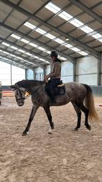 5 jarige chaiton f z x heartbreaker merrie, Jument, Z