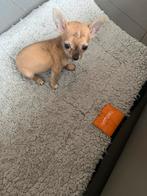 Kleine chichuahua reutje, Dieren en Toebehoren, Honden | Chihuahua's en Gezelschapshonden, België, Particulier, Reu, CDV (hondenziekte)