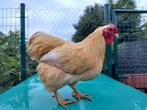 Wyandotte kriel haantjes, Dieren en Toebehoren, Pluimvee