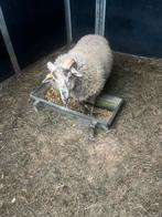 Ram te koop, Dieren en Toebehoren