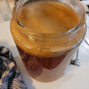 Scoby kombucha! To pick up only bxl beschikbaar voor biedingen