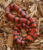 Stop terrario verschillende slangen te koop, Dieren en Toebehoren, Reptielen en Amfibieën